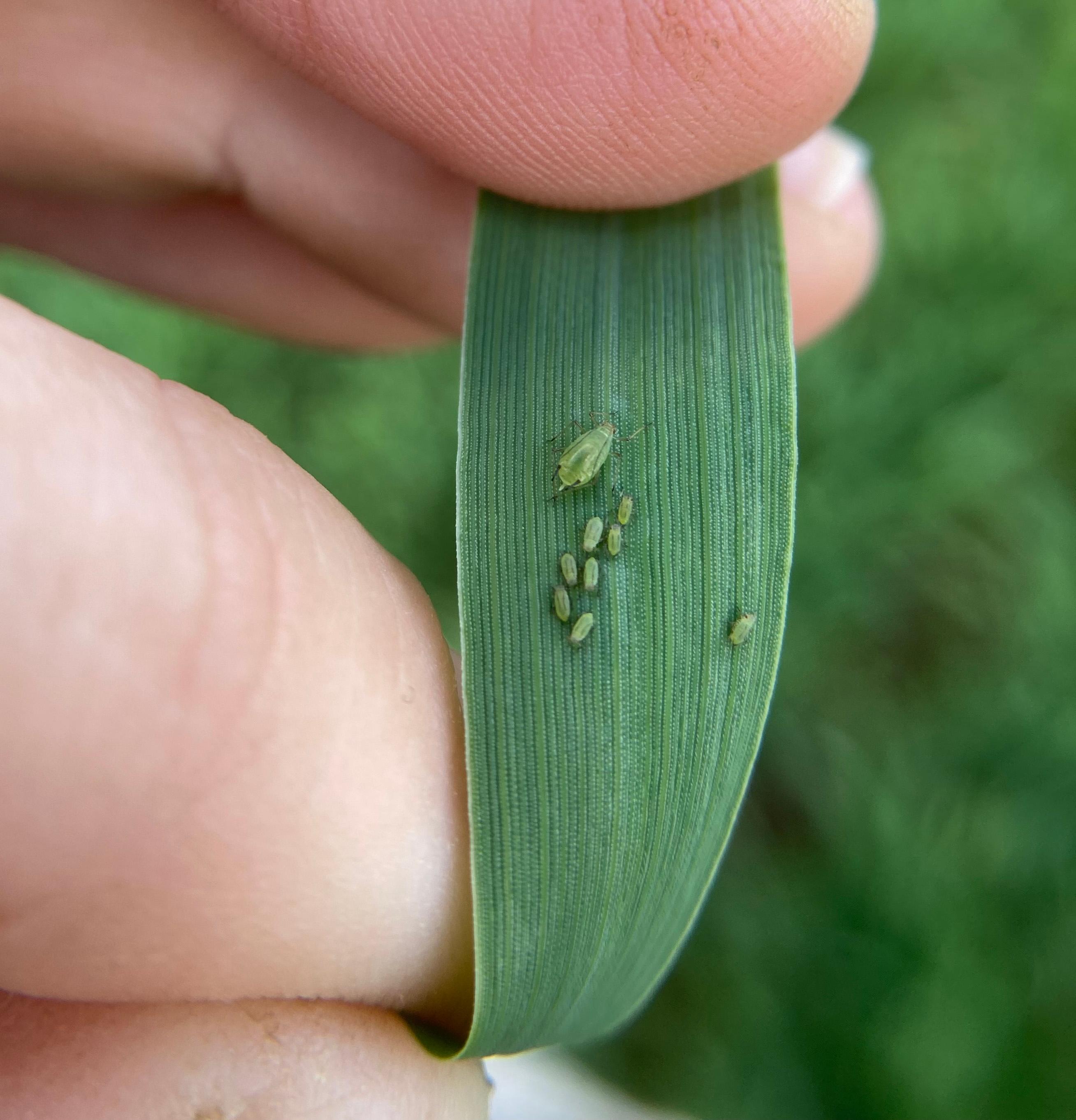 Green aphids on a wheat leaf blade.